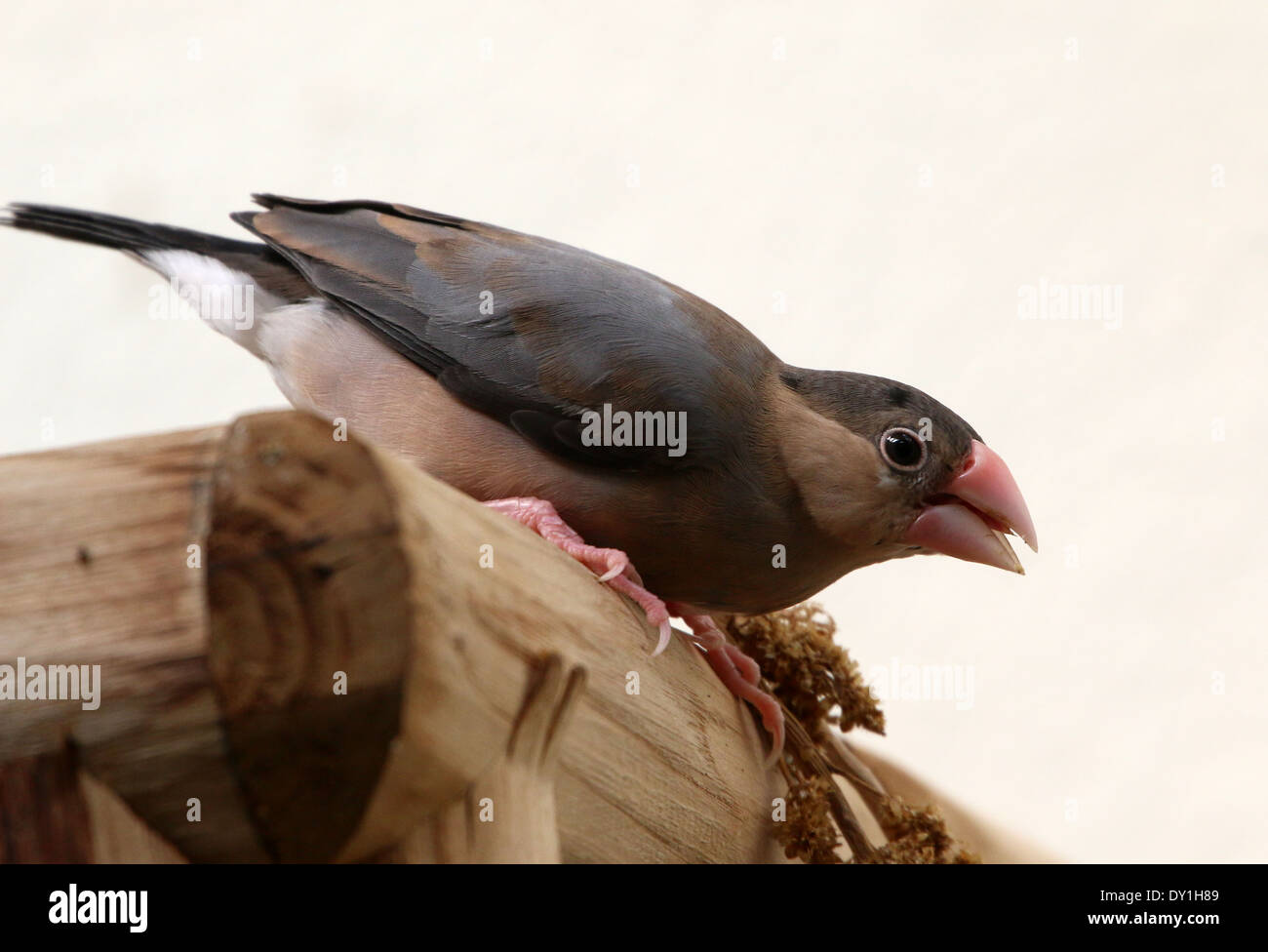 Juvenile Java Sparrow or Java Finch (Padda oryzivora) a.k.a. Java Rice ...