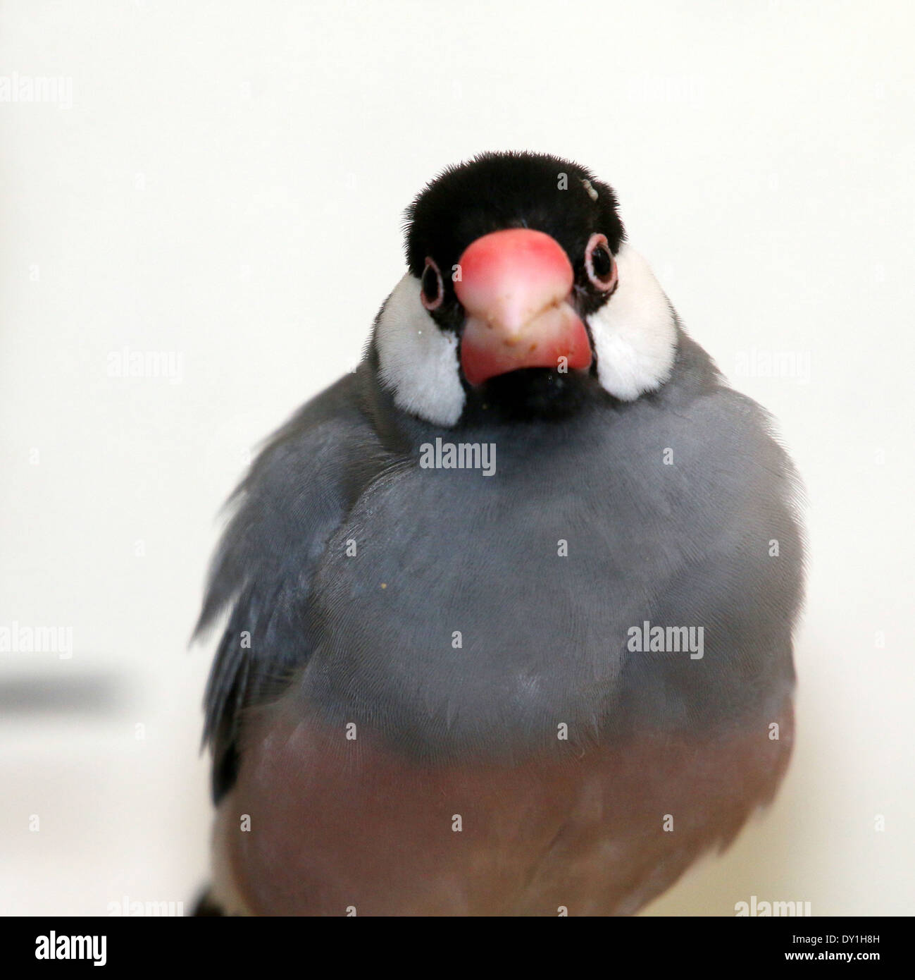 Male Java Sparrow or Java Finch (Padda oryzivora) a.k.a. Java Rice ...