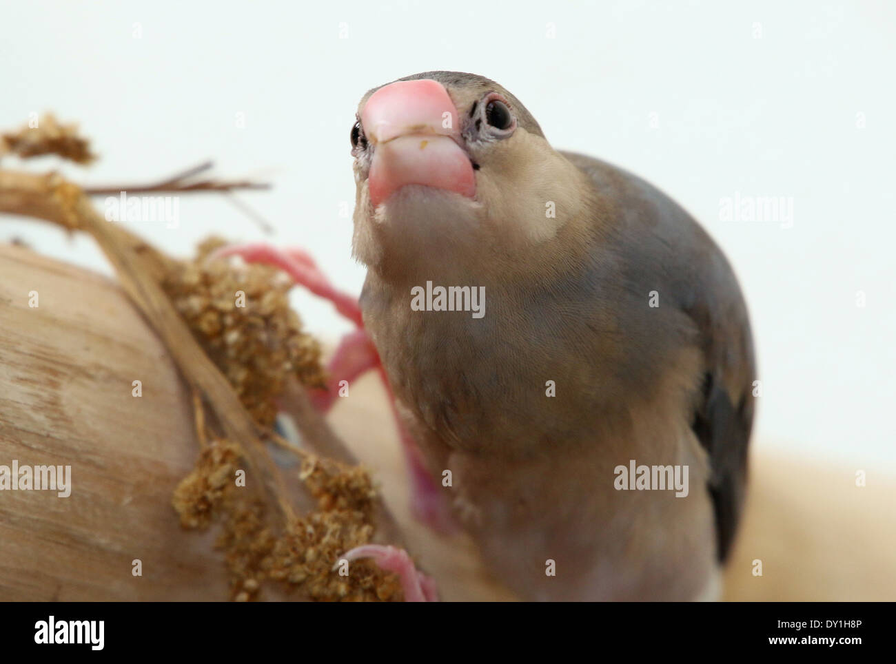 Juvenile Java Sparrow or Java Finch (Padda oryzivora) a.k.a. Java Rice ...