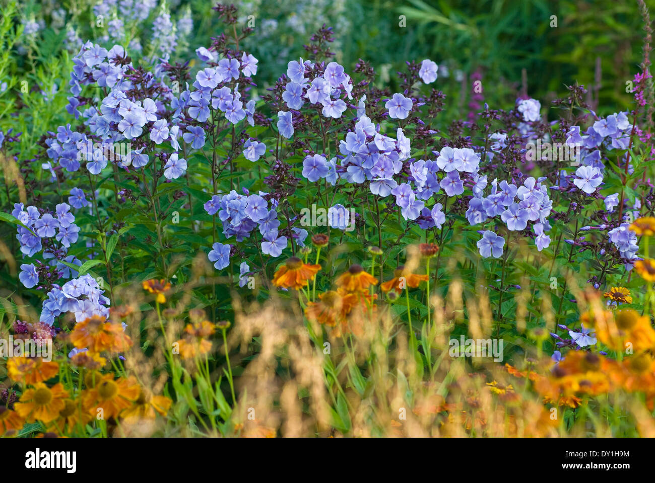 Phlox paniculata 'Franz Schubert' with Helenium 'Waltraut', Sneezeweed. July. Perennal plant association. Stock Photo