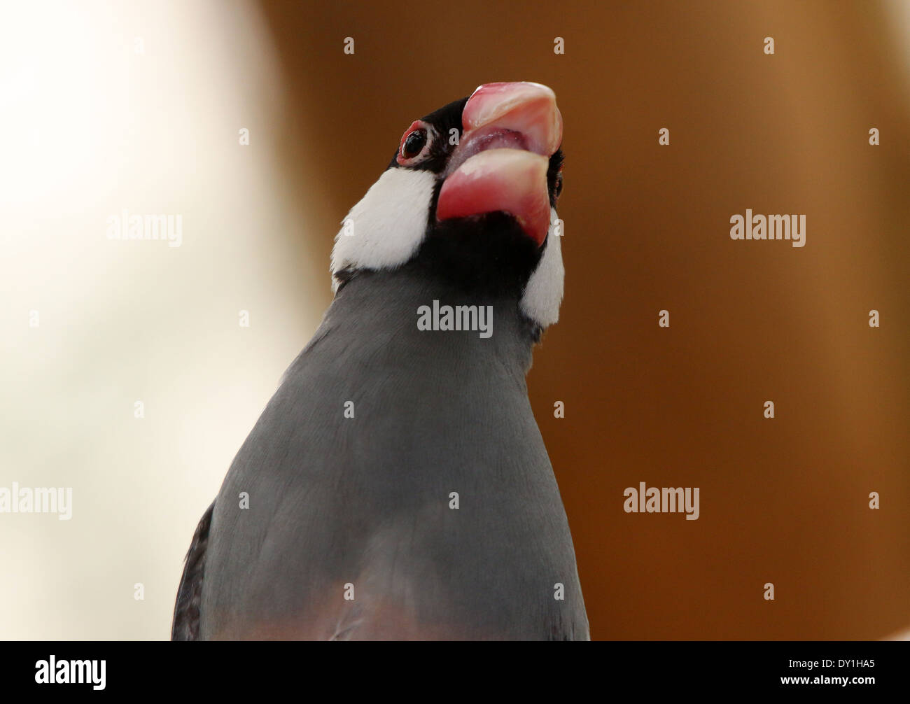 Male Java Sparrow or Java Finch (Padda oryzivora) a.k.a. Java Rice ...