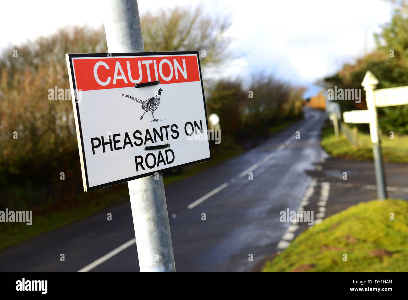 Pheasants on road sign, UK Stock Photo