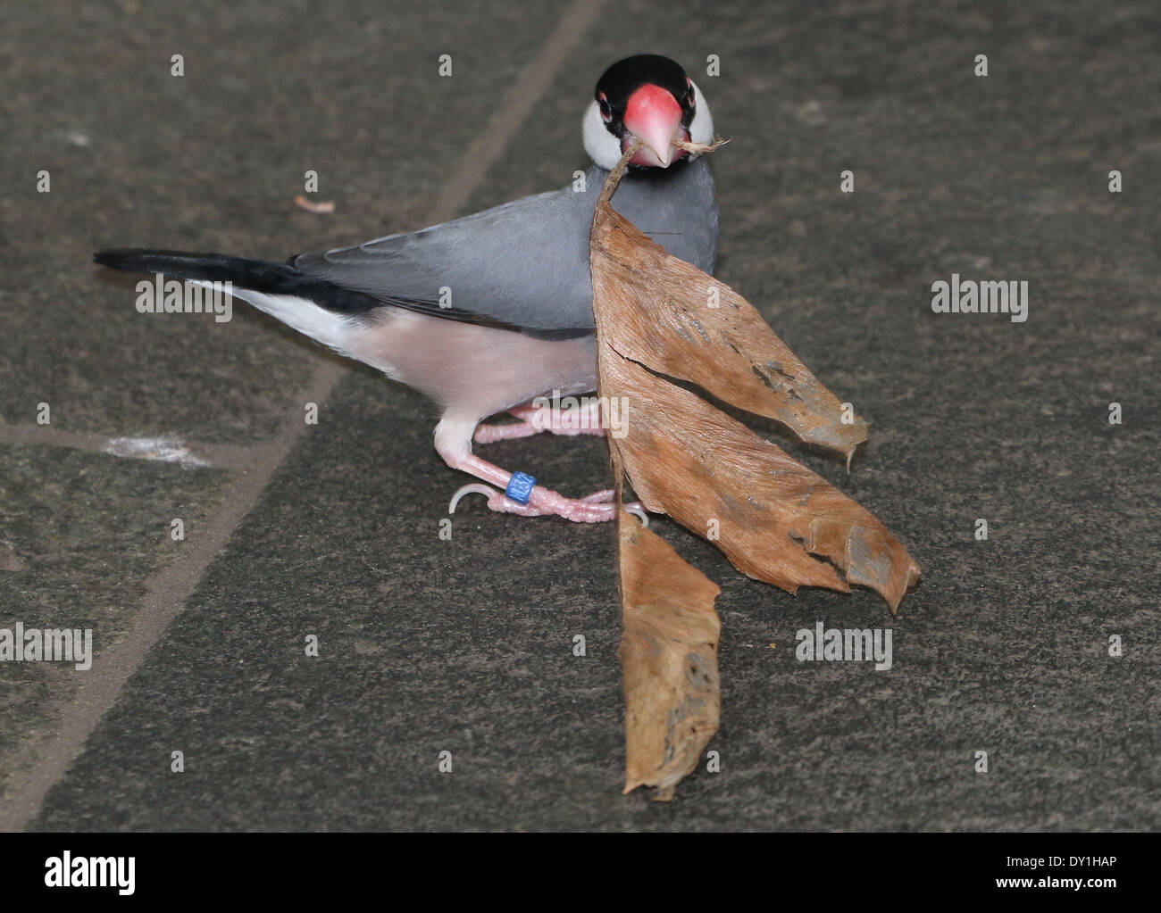 Male Java Sparrow or Java Finch (Padda oryzivora) a.k.a. Java Rice ...