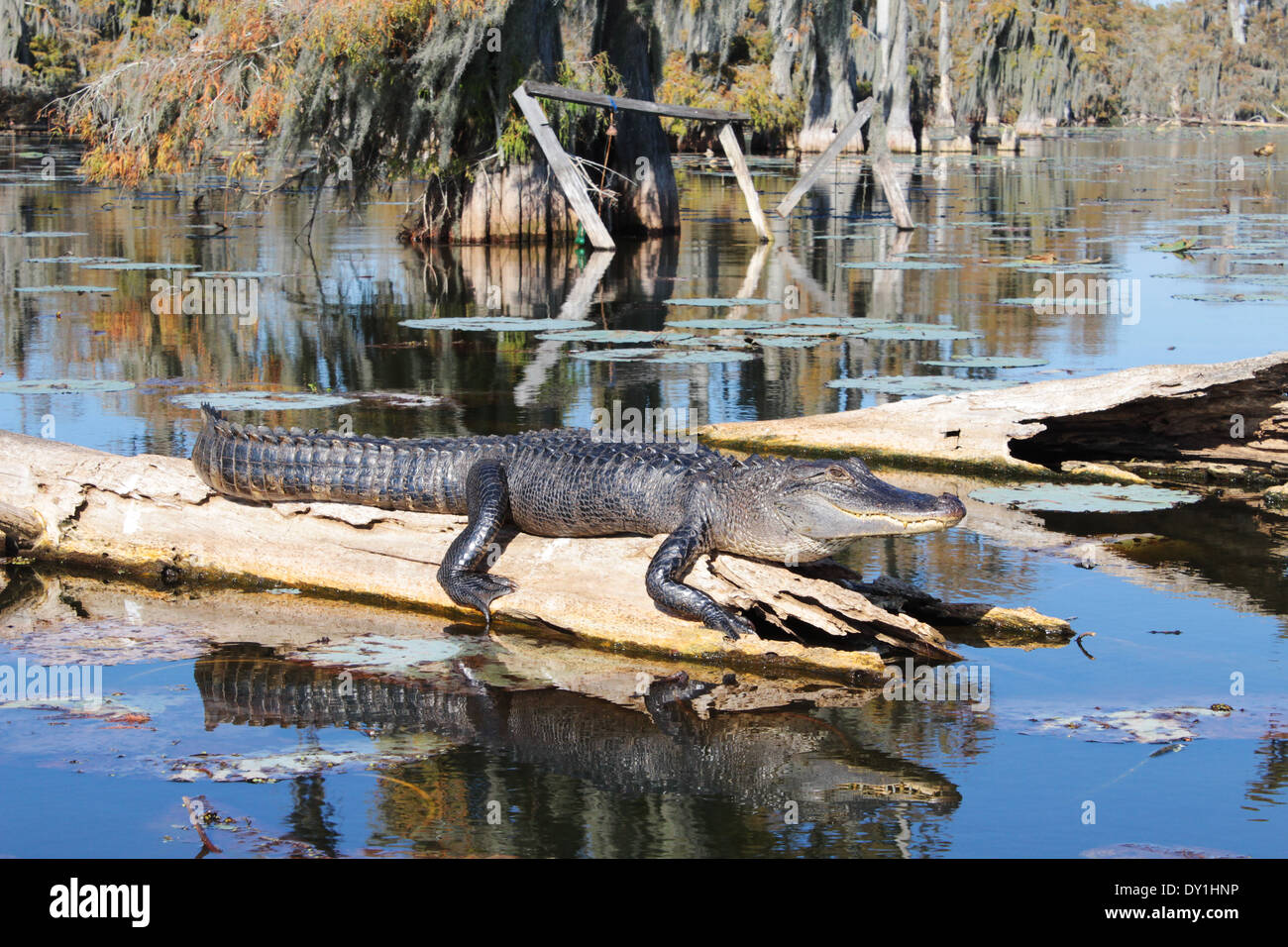 Breaux Bridge swamp or wetlands, Alligator, Lafayette, Louisiana, USA Stock Photo