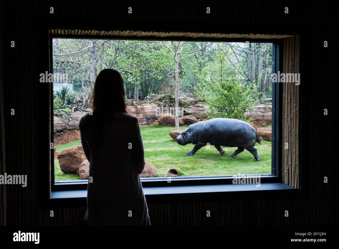 London, UK. 3rd April, 2014. Pygmy hippos, discover their new home at
