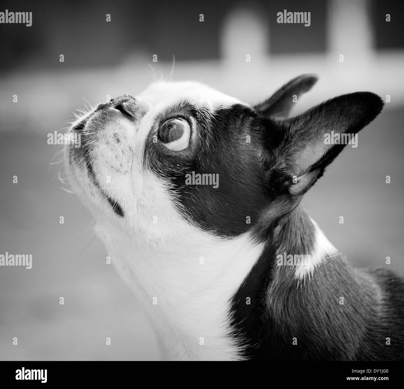 Boston bulldog hi-res stock photography and images - Alamy