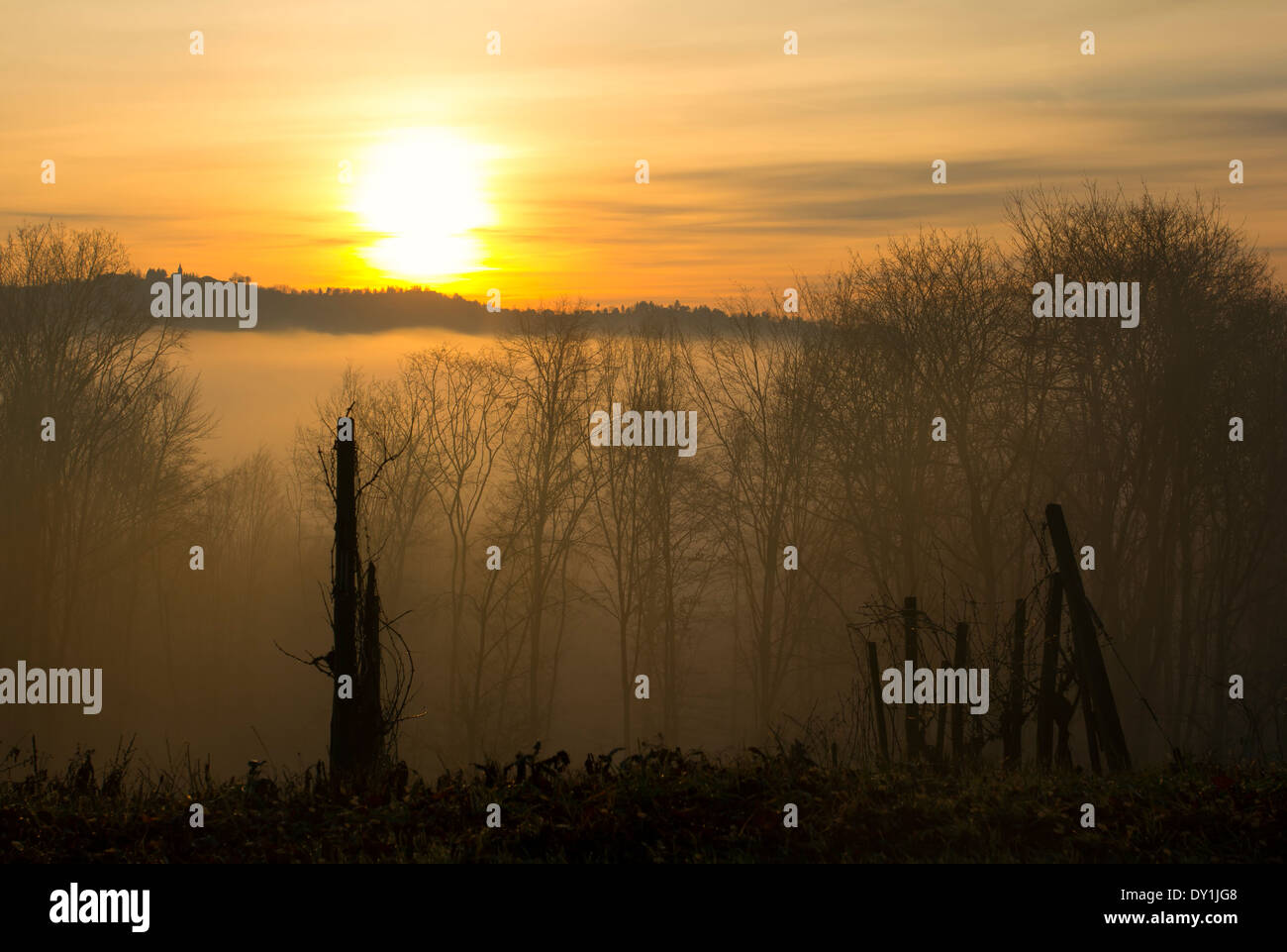 Beautiful sunrise over the forest and vineyard with mist in the valley. Stock Photo