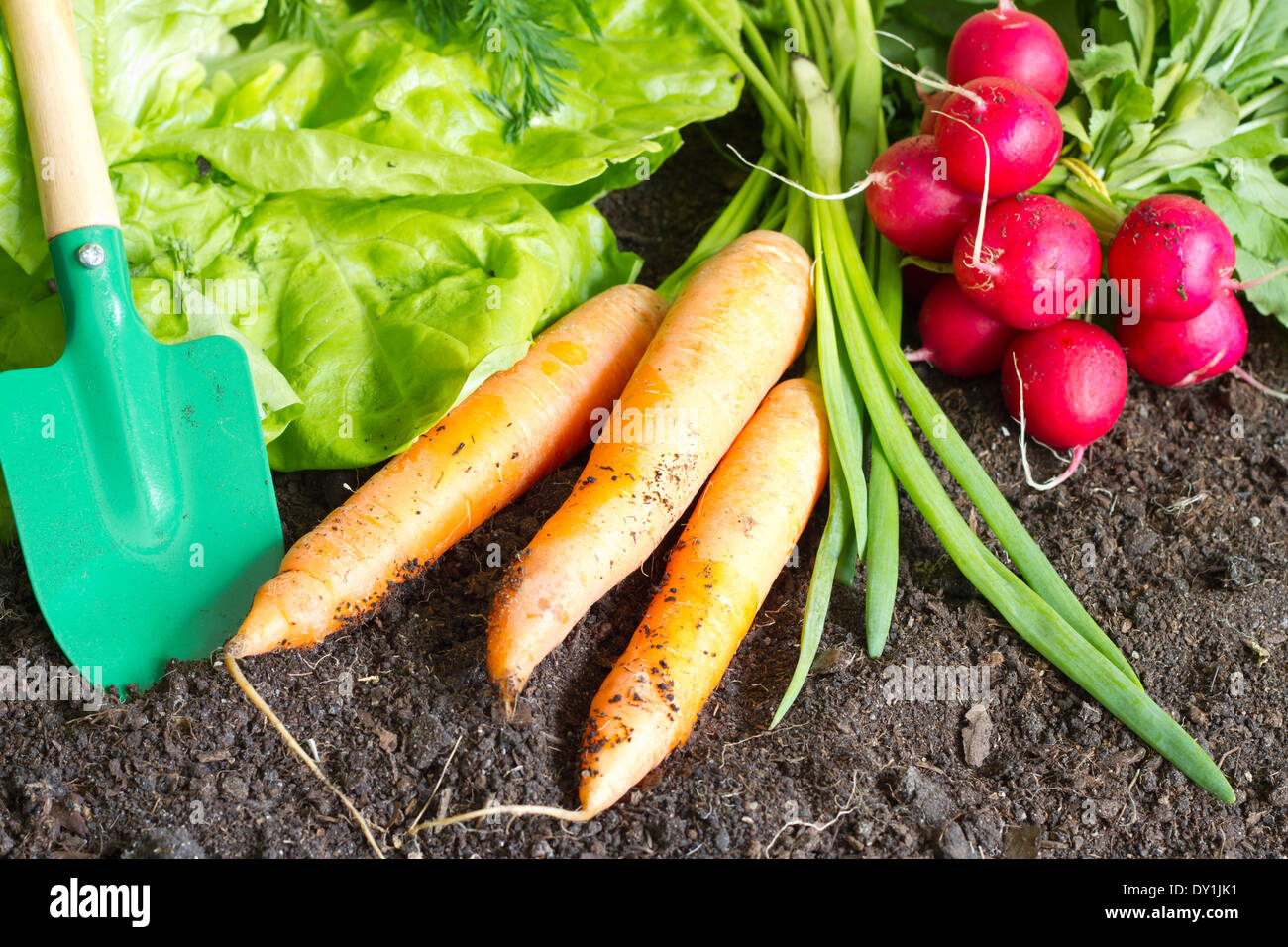 Fresh spring organic vegetables on the soil in the garden concept Stock Photo