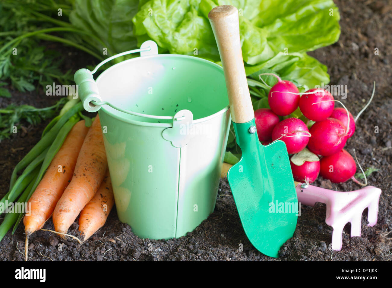 Fresh spring organic vegetables on the soil in the garden concept Stock Photo