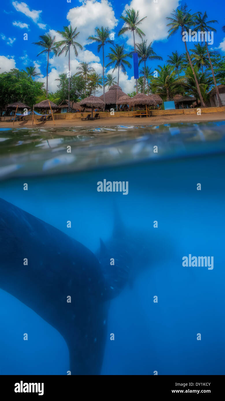 Whale shark below Stock Photo - Alamy