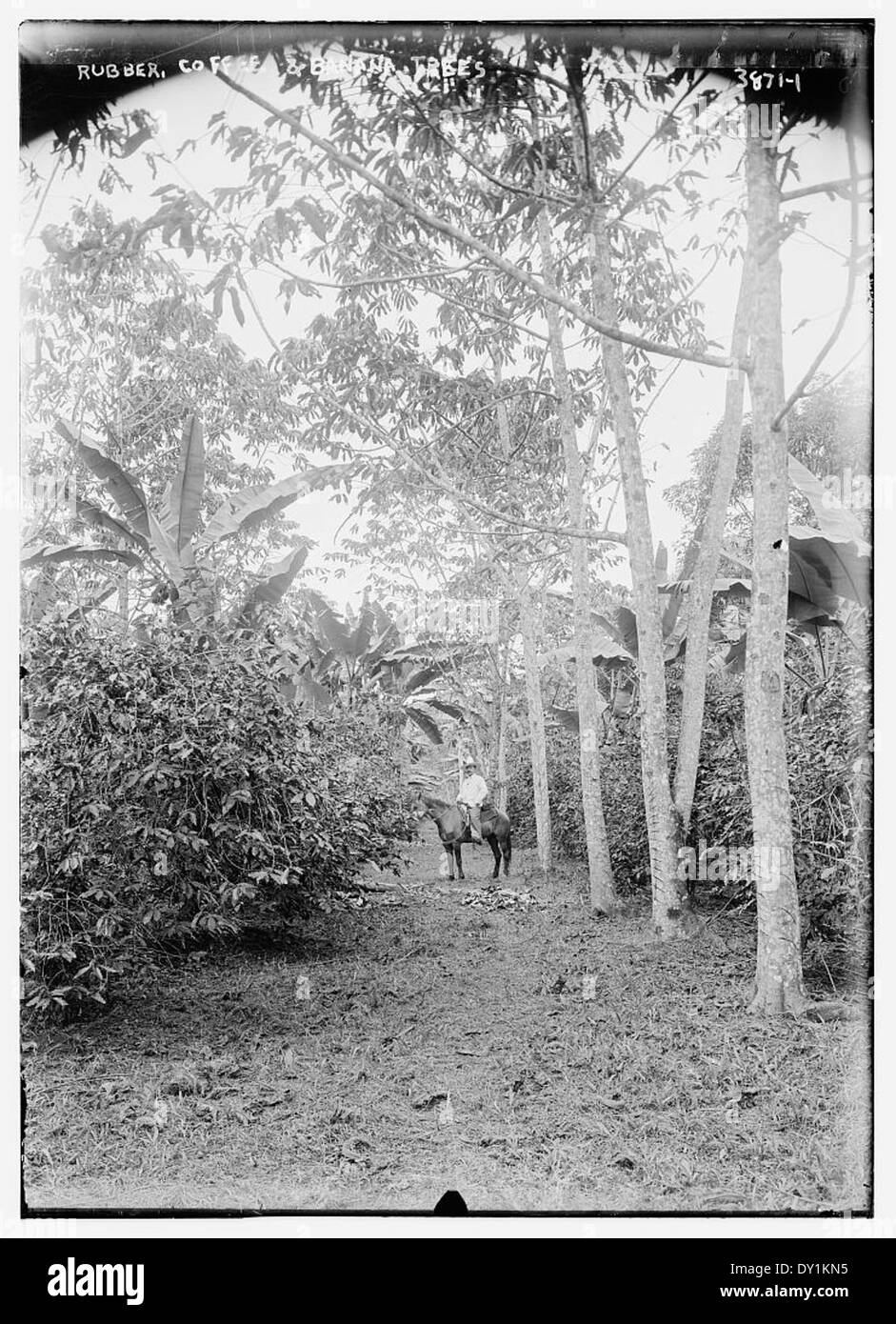 Rubber, Coffee, and Bannana trees Stock Photo