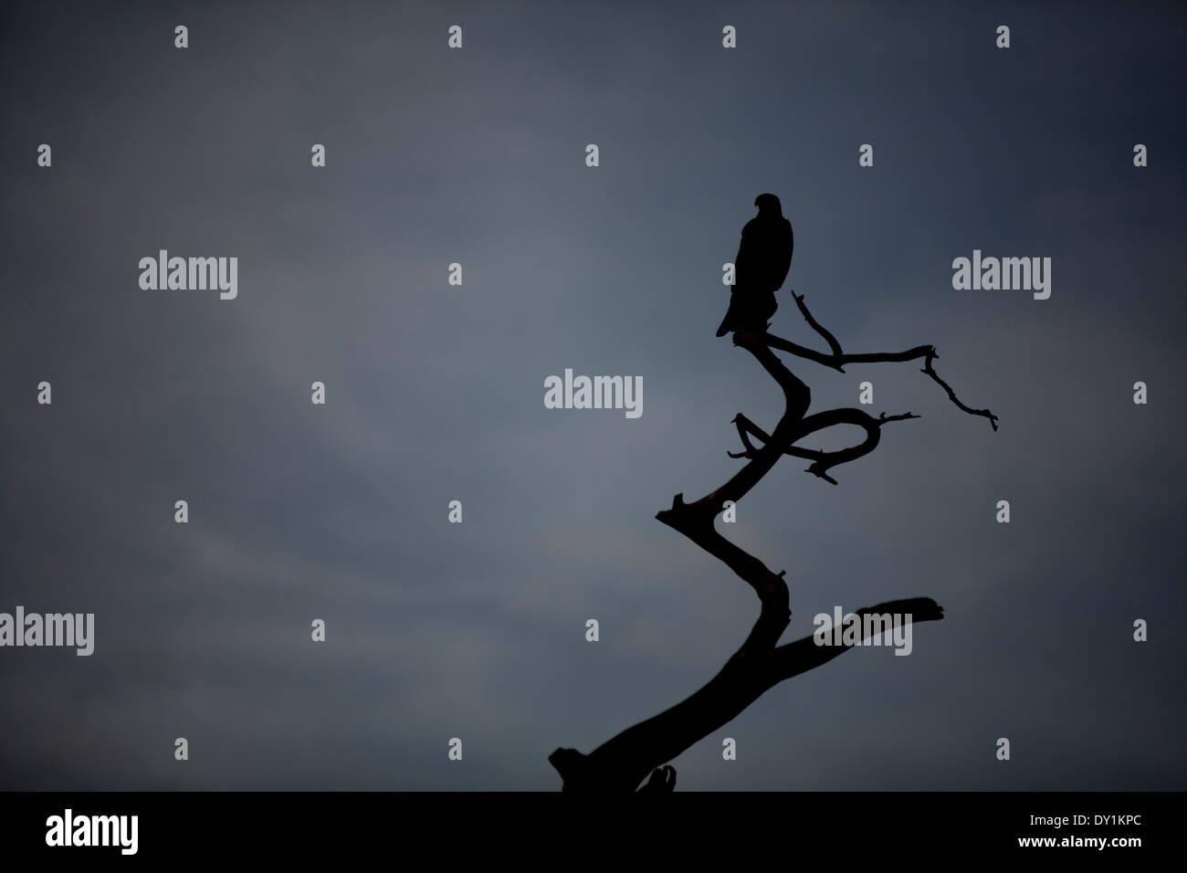 African Ethiopian Tree Silhouette Eagle Hawk prey Stock Photo