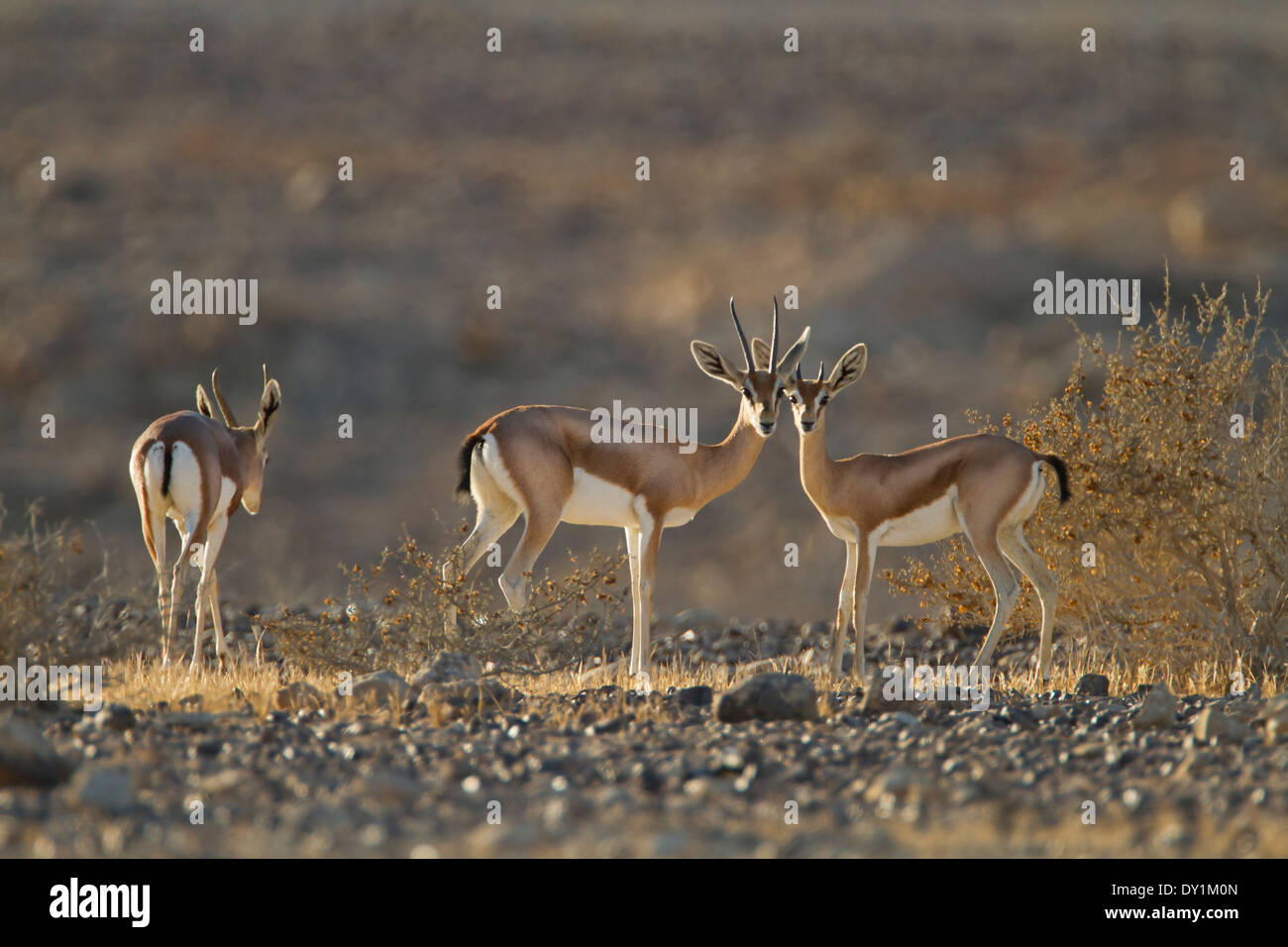 a herd of Dorcas Gazelle (Gazella dorcas), also known as the Ariel Gazelle Photographed in the Negev Desert, Israel Stock Photo
