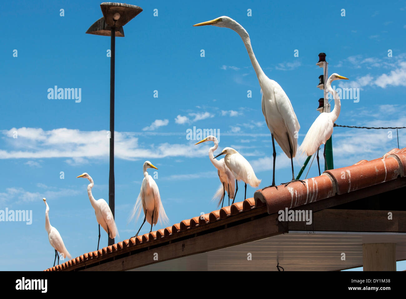 white heron, Angra dos Reis, Emerald coast, Rio de Janeiro Stock Photo