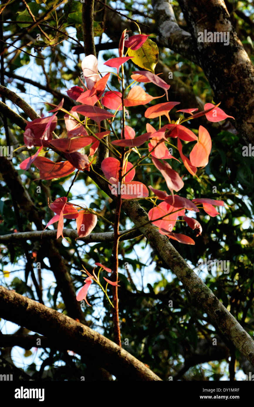 Ficus religiosa young branch back-lit by early morning sun Stock Photo
