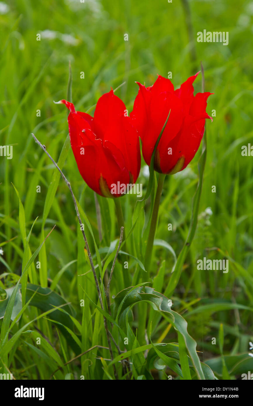 Tulipa agenensis red flowers in green field, israel Stock Photo