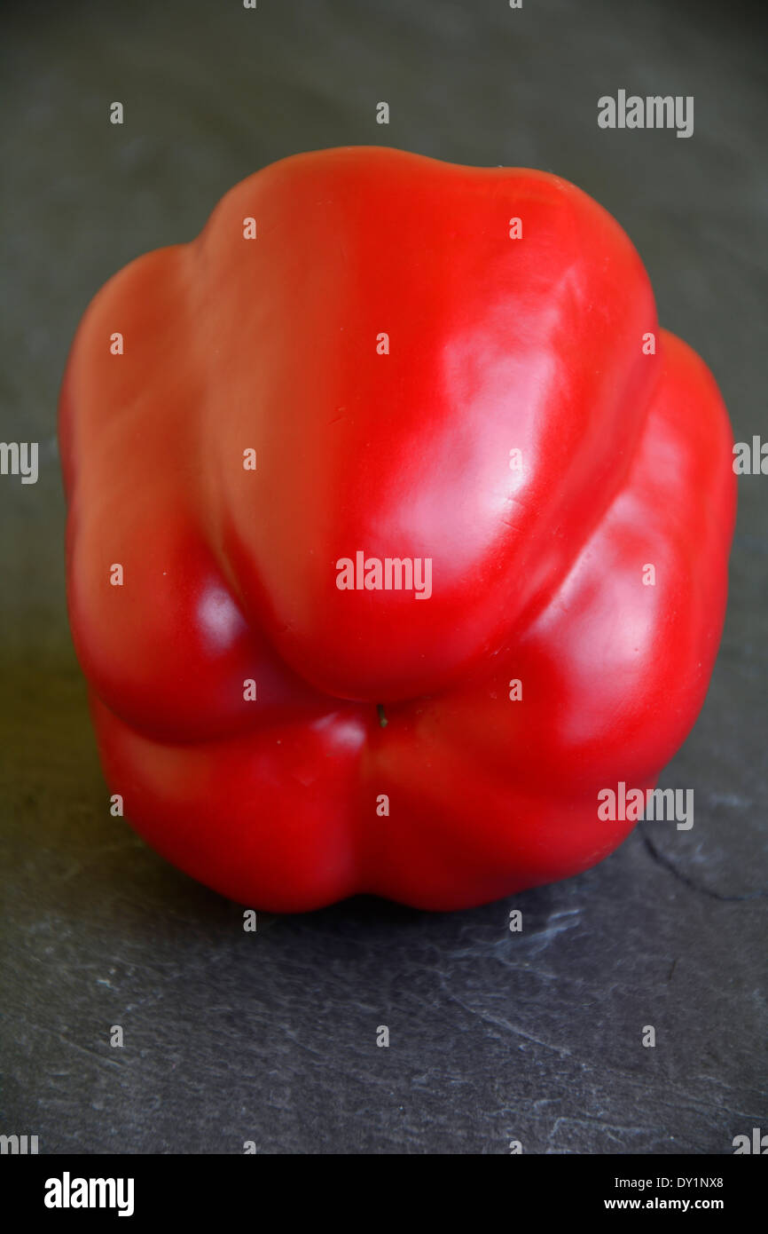 One fresh red pepper on a black grey anthrazit slate background Eine ganze frische rote Paprikaschote auf grauer Schieferplatte Stock Photo