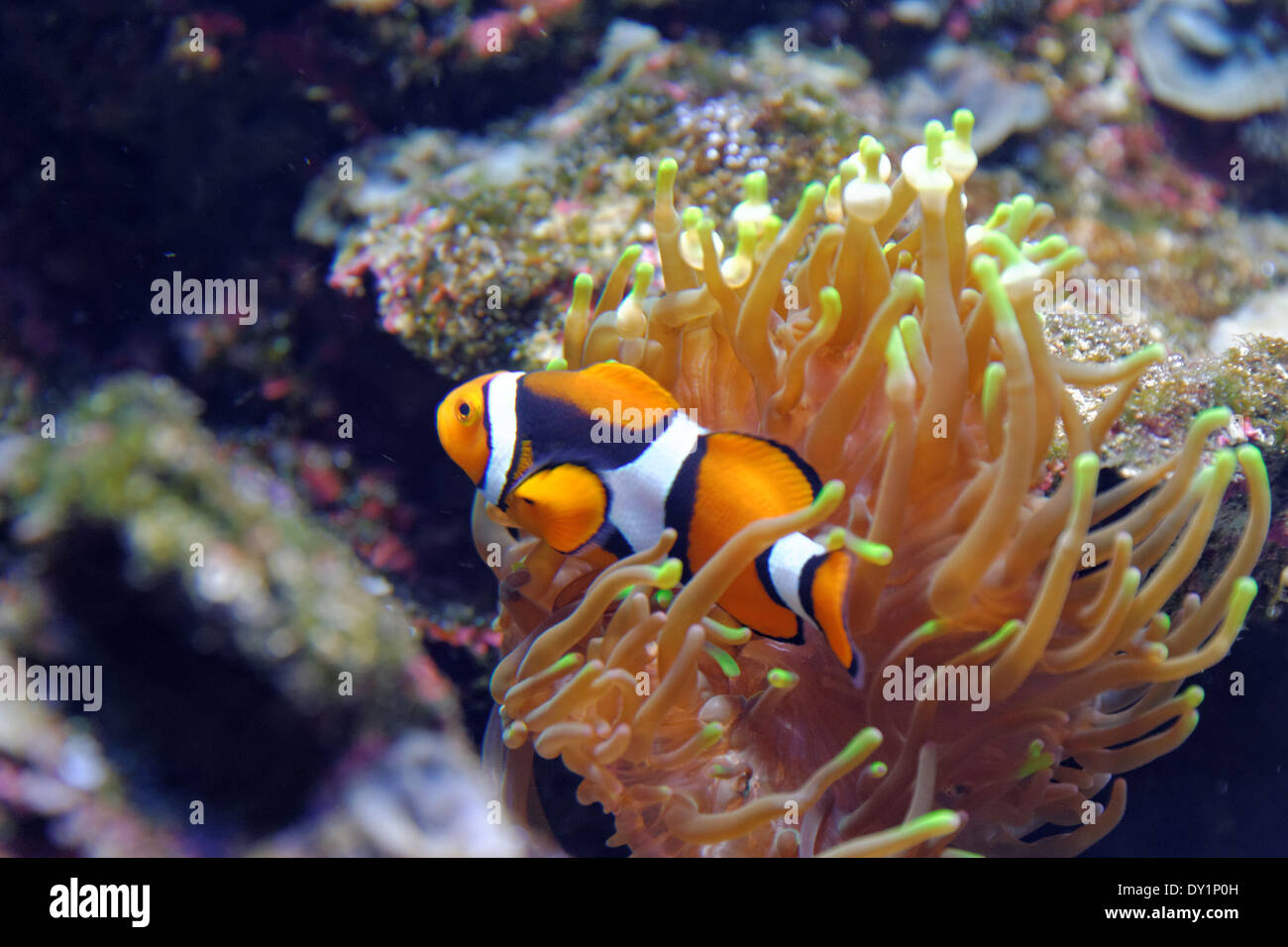 Orange clownfish (Amphiprion percula) is widely known as a popular aquarium fish. Stock Photo