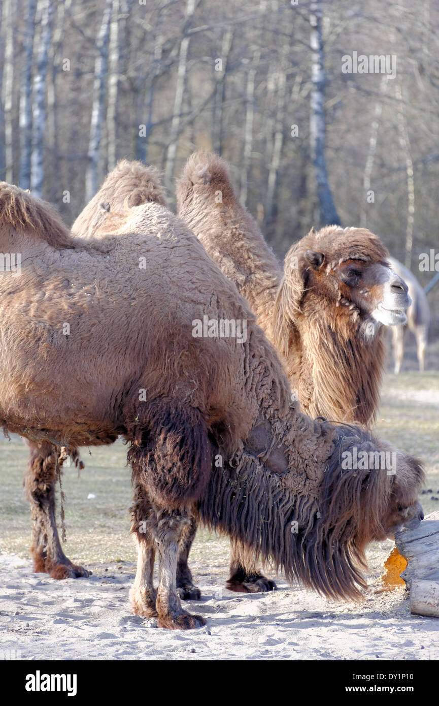 actrian camel (Camelus bactrianus) is a large, even-toed ungulate native to the steppes of Central Asia. Stock Photo