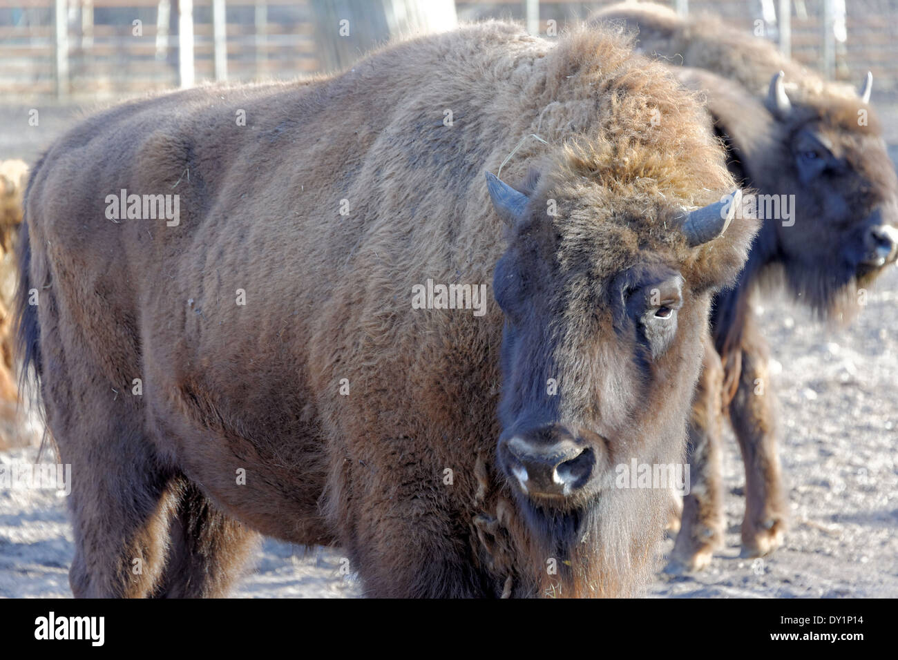 European bison (Bison bonasus), also known as wisent or the European wood bison, is a Eurasian species of bison. Stock Photo