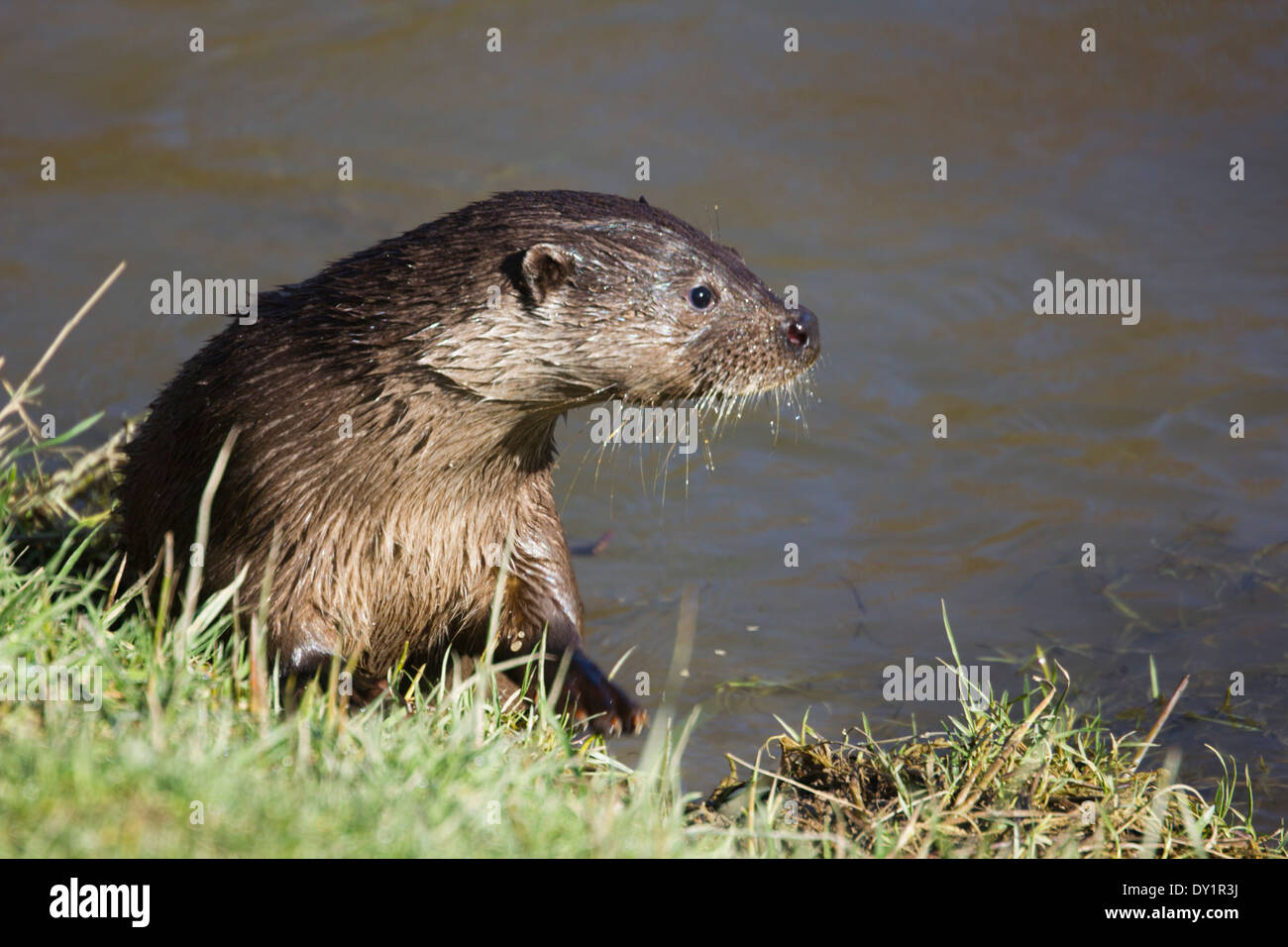 European Otter by the riverbank in the UK (lutra lutra) February. Late Winter Stock Photo