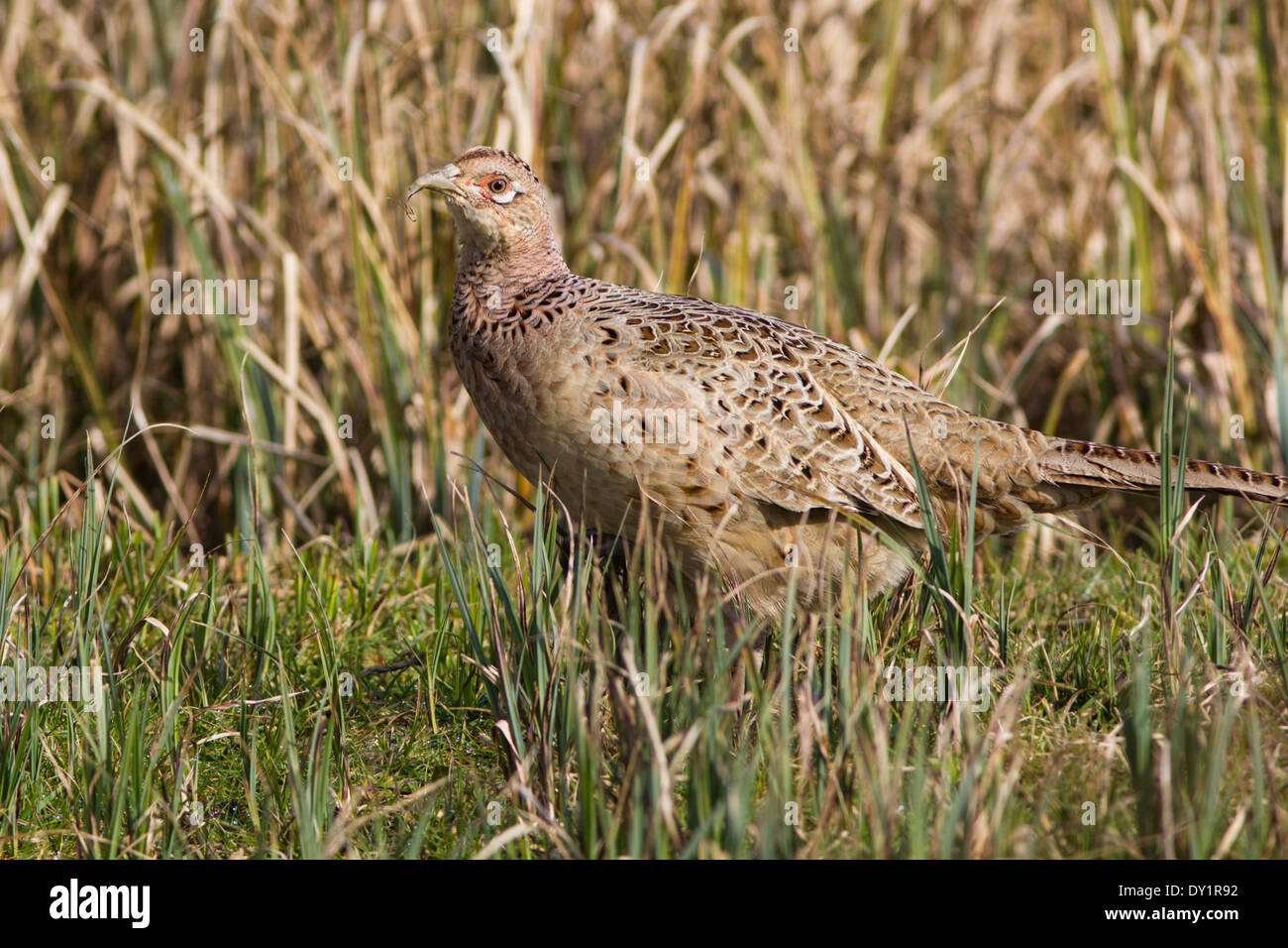 Common Pheasant in the UK Stock Photo