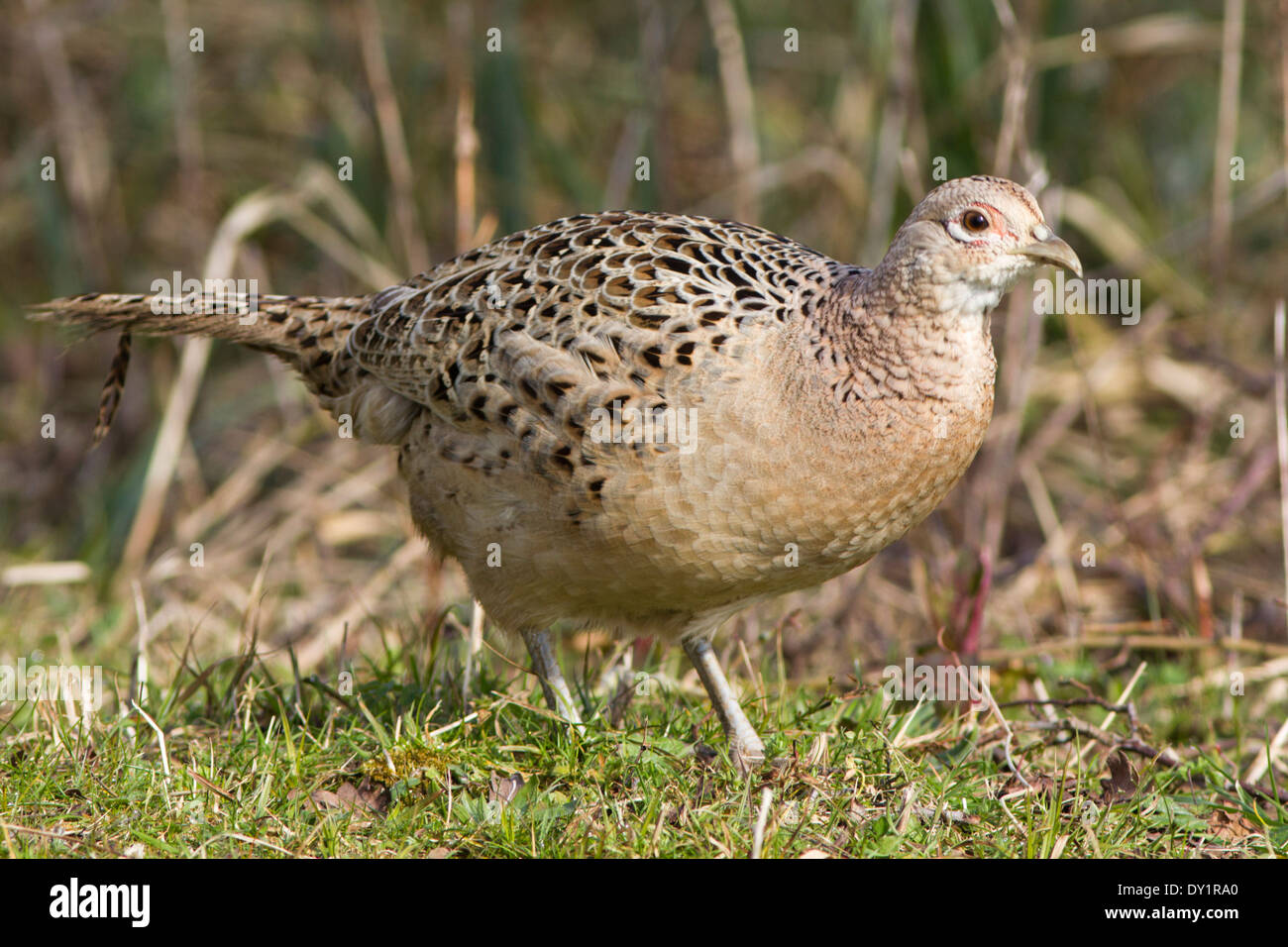 Common Pheasant in the UK Stock Photo