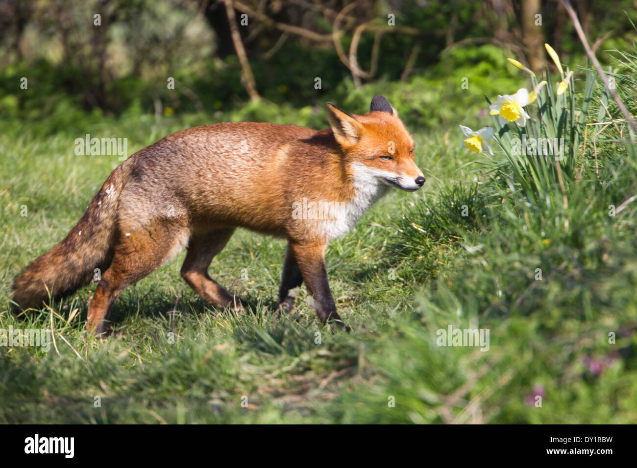 European Red Fox in the UK. March Stock Photo