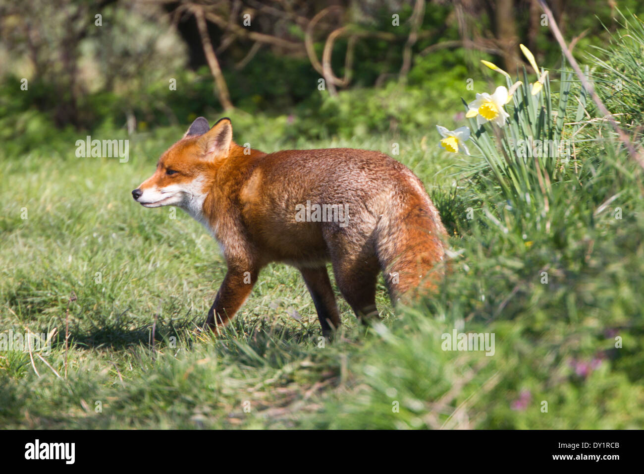 European Red Fox in the UK. March Stock Photo