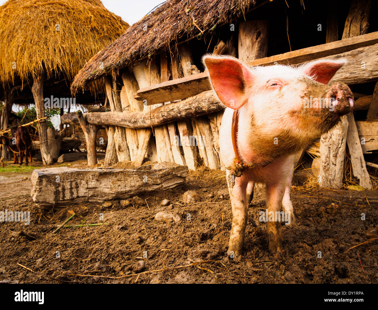 Livestock, including pigs, abound in the village of Thakurdwara, Nepal Stock Photo