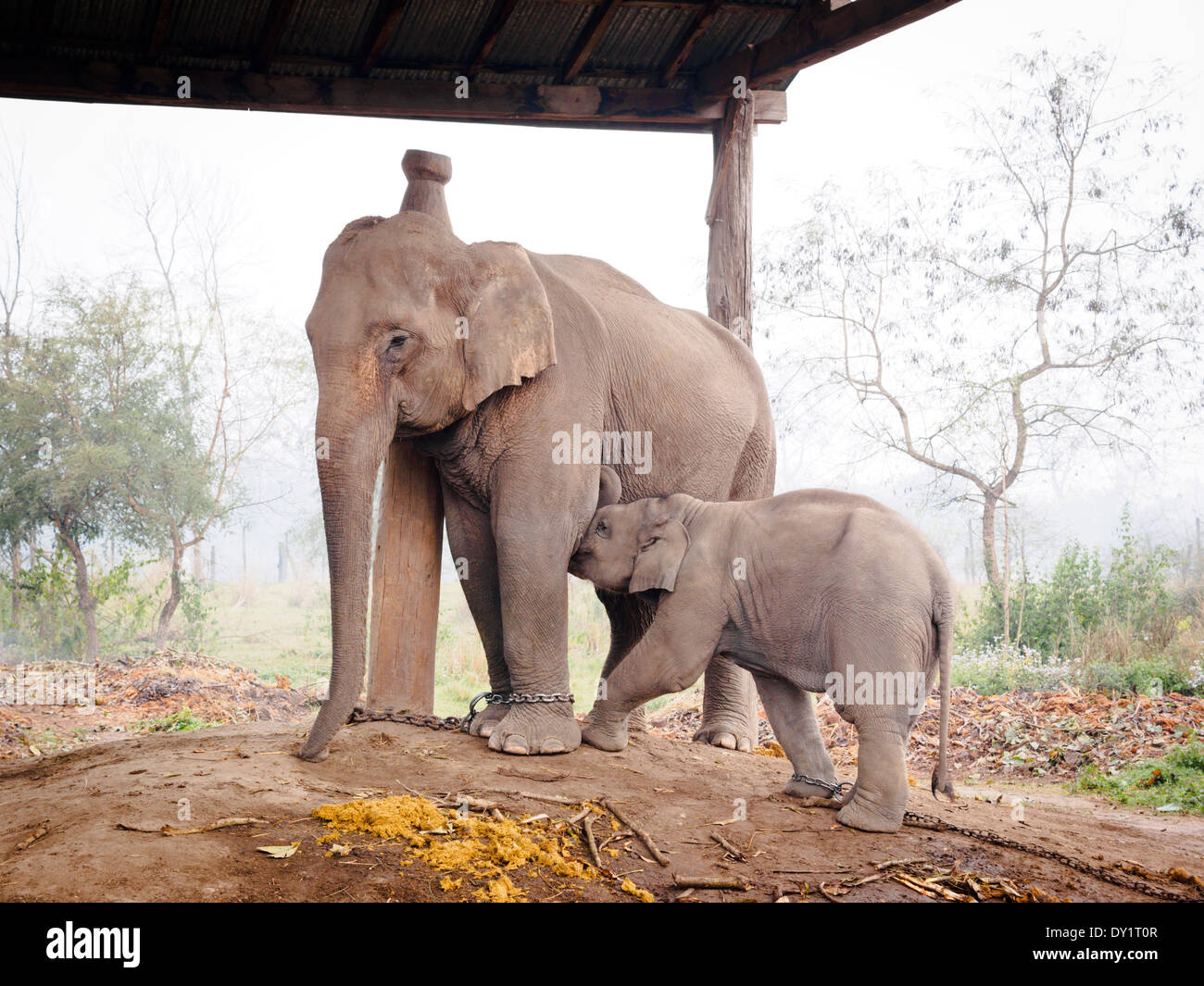 Domesticated Asian elephants in stables on the edge of Bardia National Park, Nepal Stock Photo