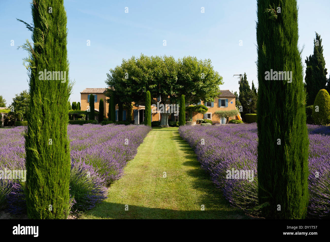 Grass path lined with lavender and cypress trees leading to a provencal farmhouse Stock Photo
