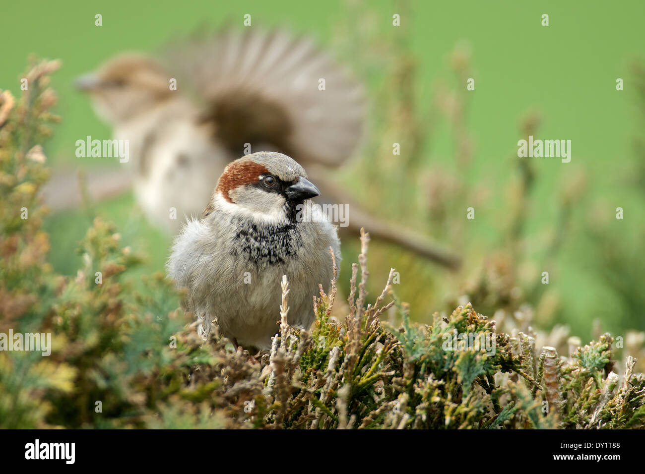 House Sparrow mal in hedge. Männlicher Haussperling in einer Hecke. Stock Photo