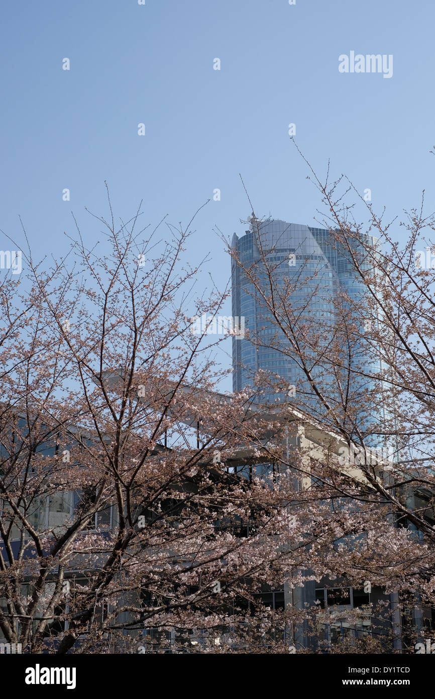 Mori Tower seen through cherry blossoms (sakura) in Roppongi Hills, Tokyo Japan. Stock Photo