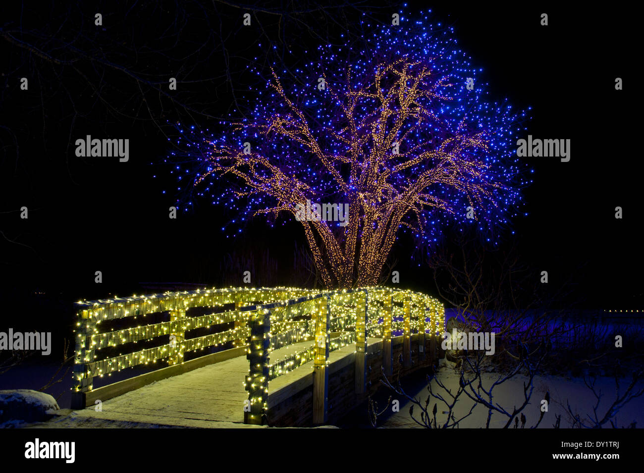 Here a cottonwood tree is entirely decked out in Christmas lights, as is the bridge over the frozen creek in the foreground. Stock Photo
