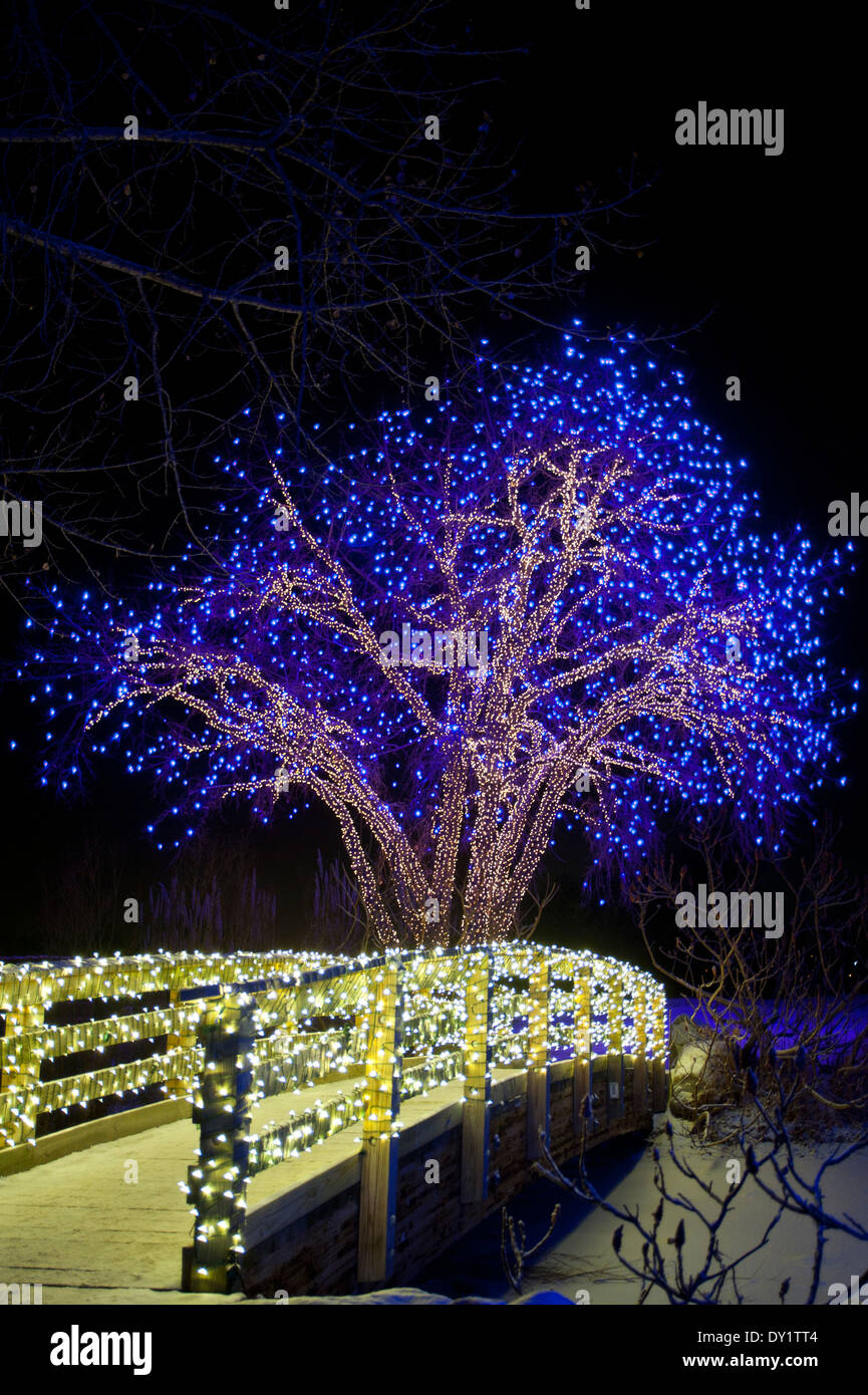 Here a cottonwood tree is entirely decked out in Christmas lights, as ...