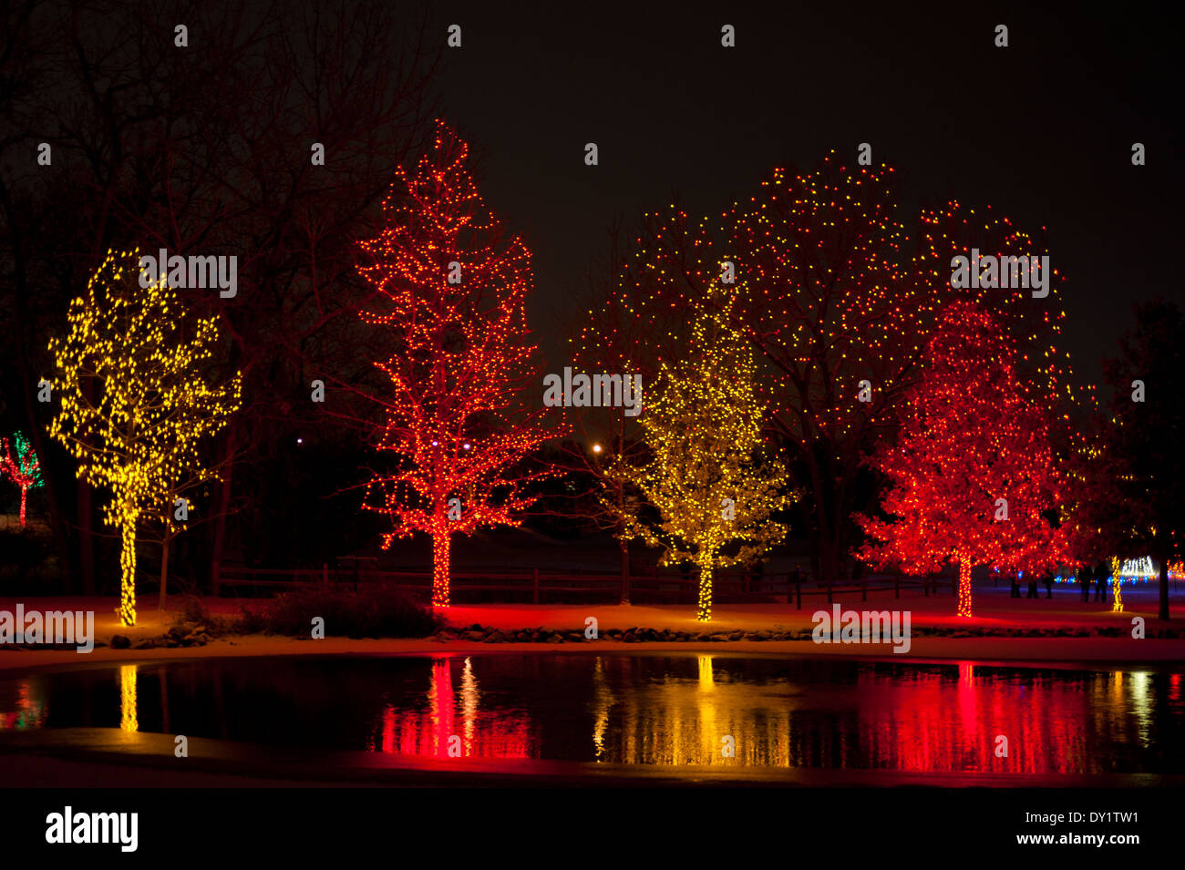 Here several deciduous trees are entirely decked out in Christmas