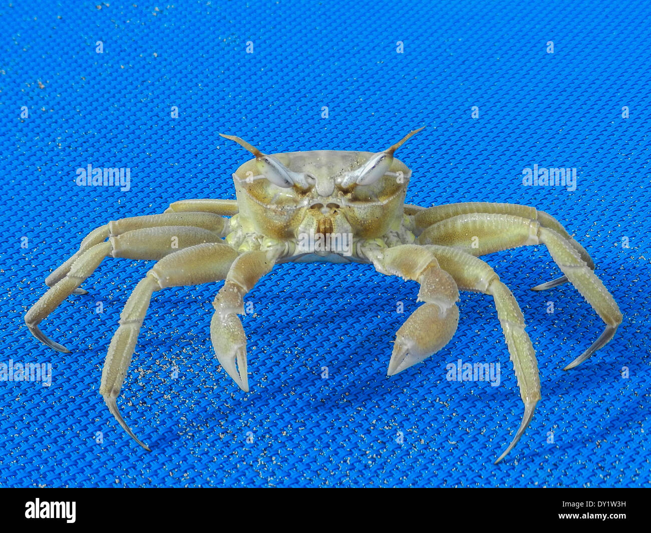 Krabben (Brachyura) , crab, Stock Photo