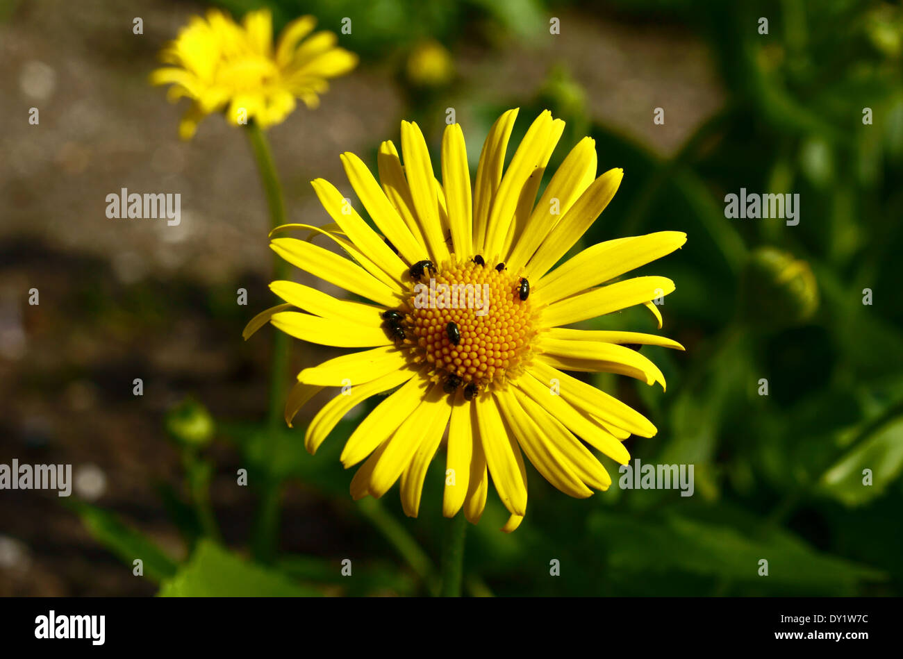 Insects on yellow flower hi-res stock photography and images - Alamy