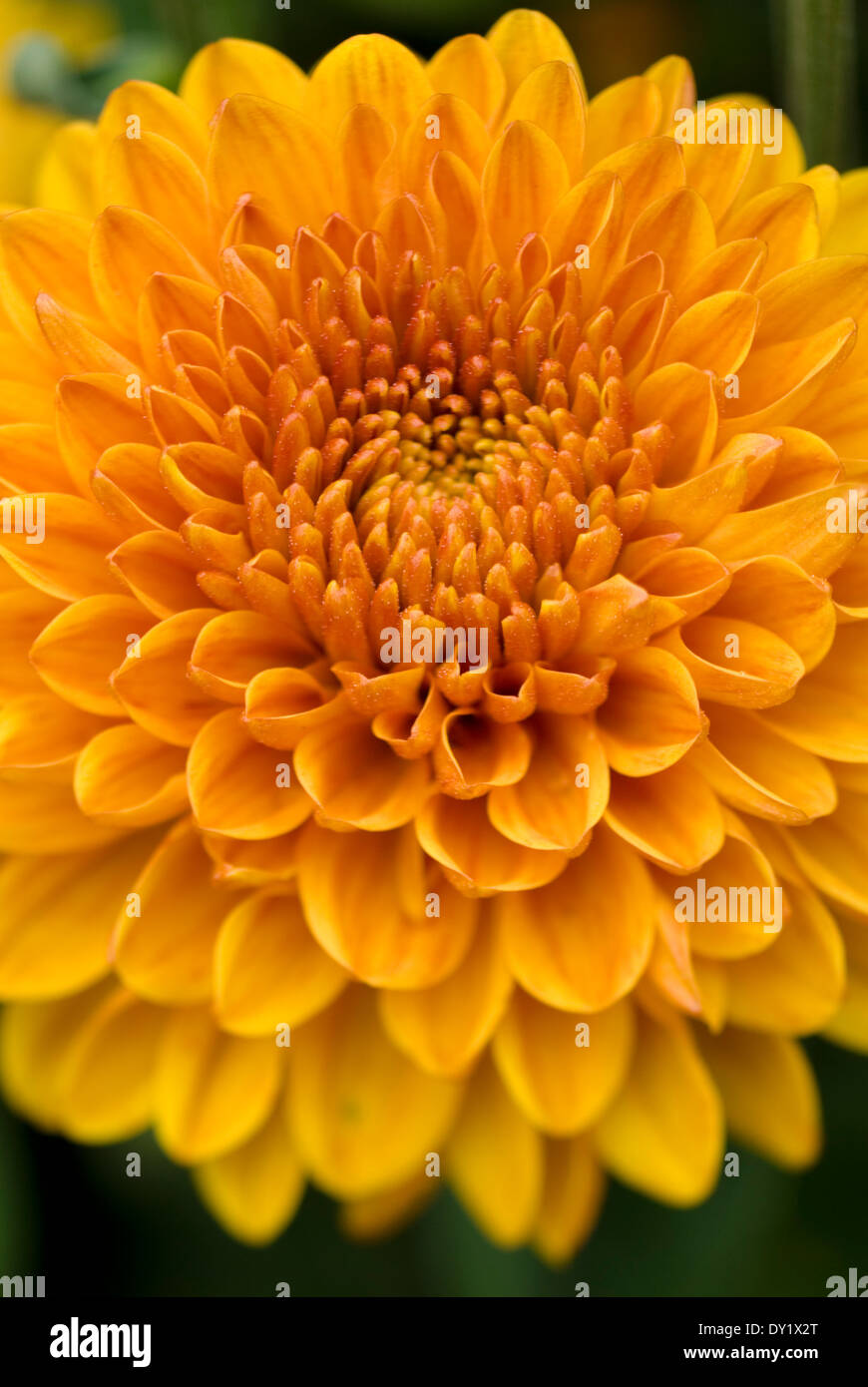 Close up of Chrysanthemum 'Wendy', Chrysanthemum. Perennial, September. Orange single flower. Stock Photo