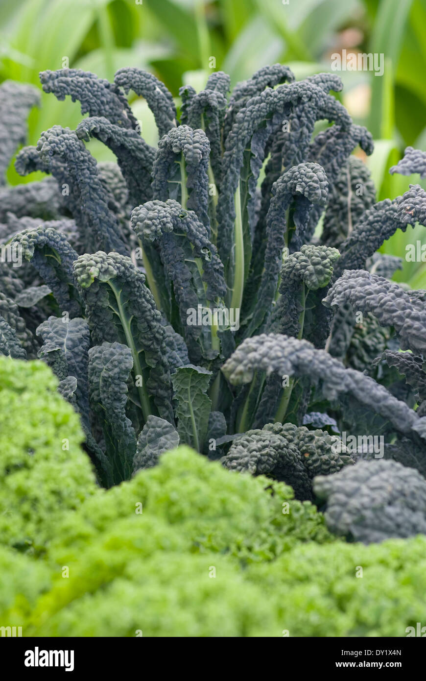 Brassica oleracea 'Nero di Toscana', Black Kale, Black Palm Cabbage, Tuscan Kale. Dark edible foliage. Stock Photo