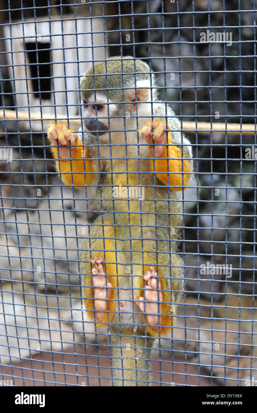 Squirrel Monkey at Palmitos PArk Stock Photo