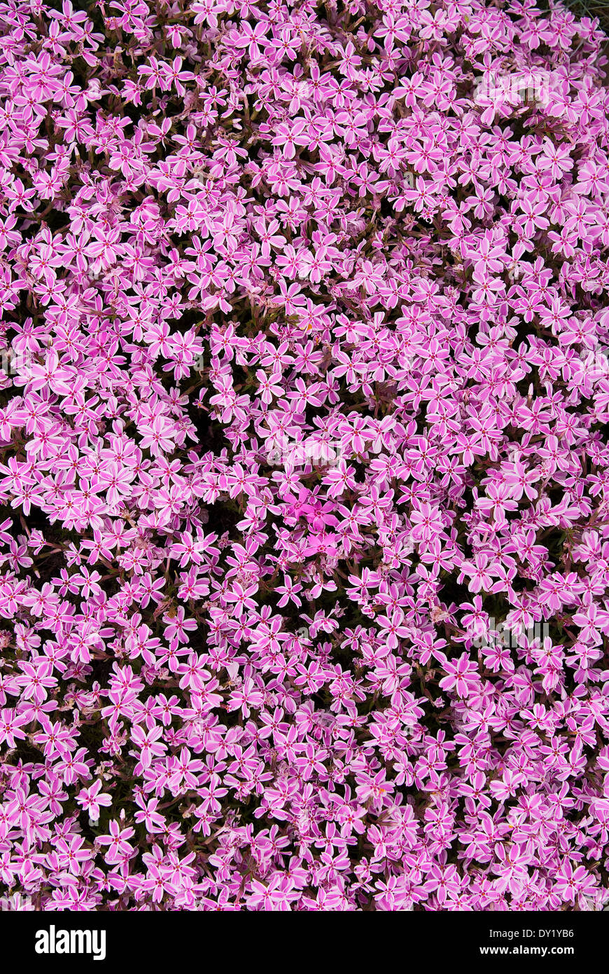 Purple carpet of creeping phlox . Phlox Subulata . Stock Photo