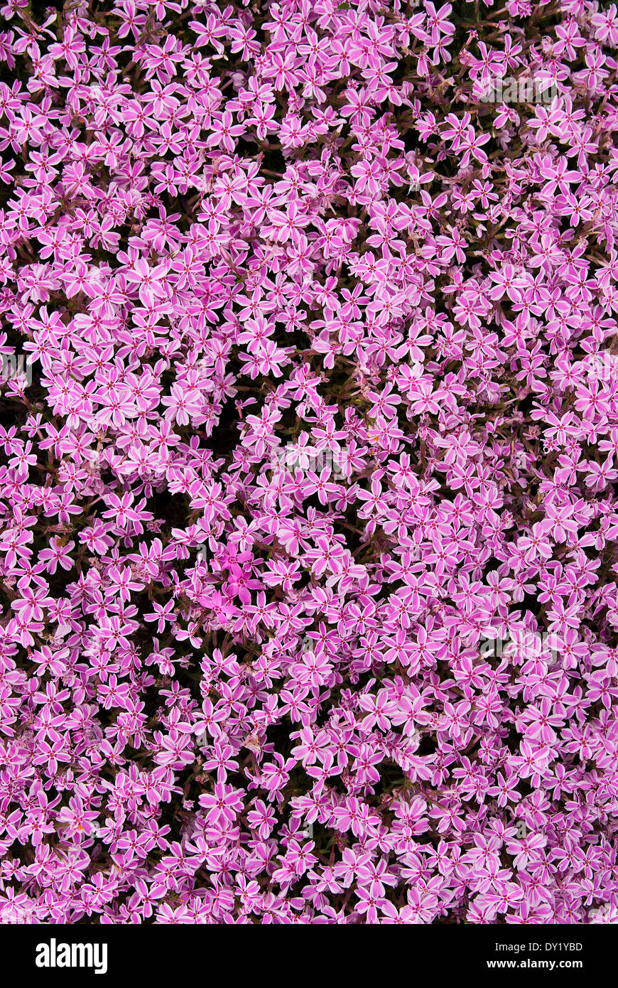 Purple carpet of creeping phlox . Phlox Subulata Stock Photo Alamy