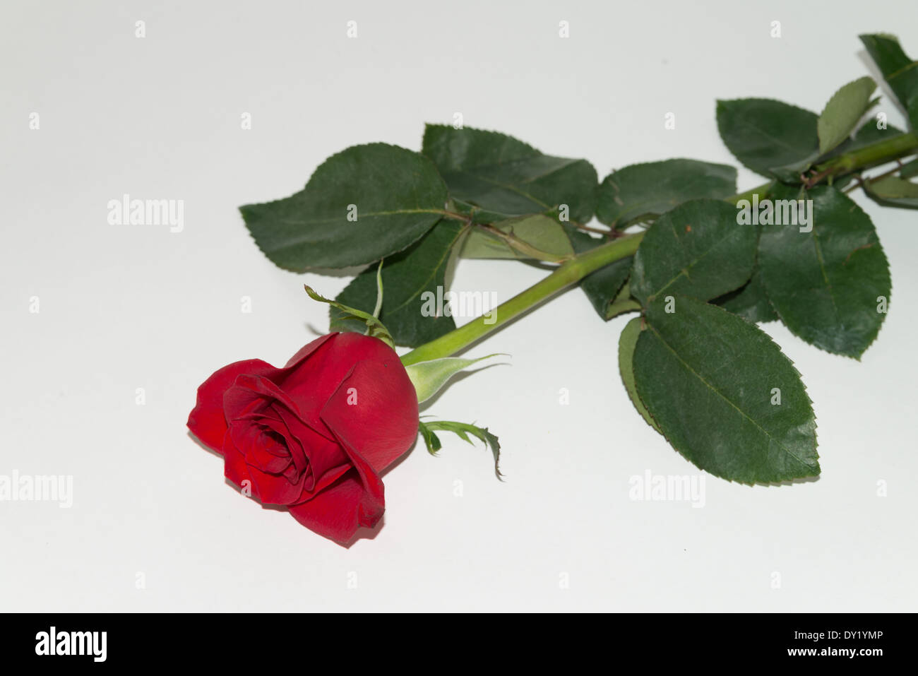 garden flower red rose on a white background Stock Photo