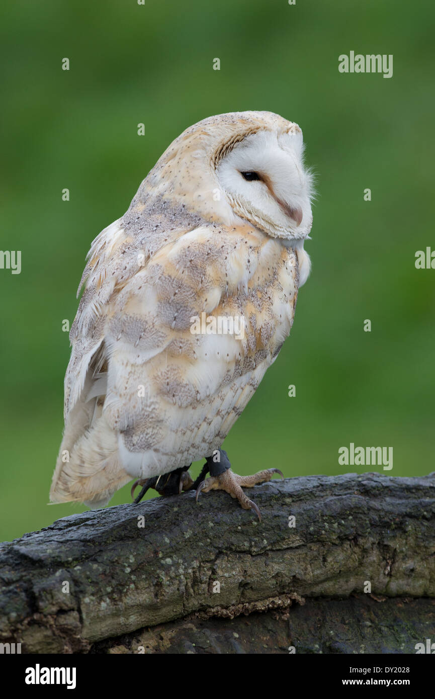 Barn Owl (Tyto alba) Stock Photo