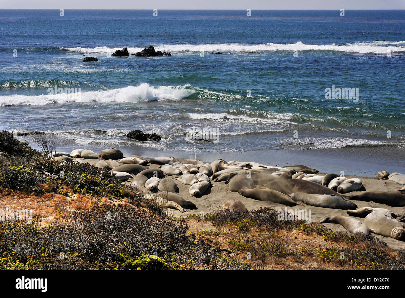 Elephant Seals, in San Simeon, California, USA Stock Photo