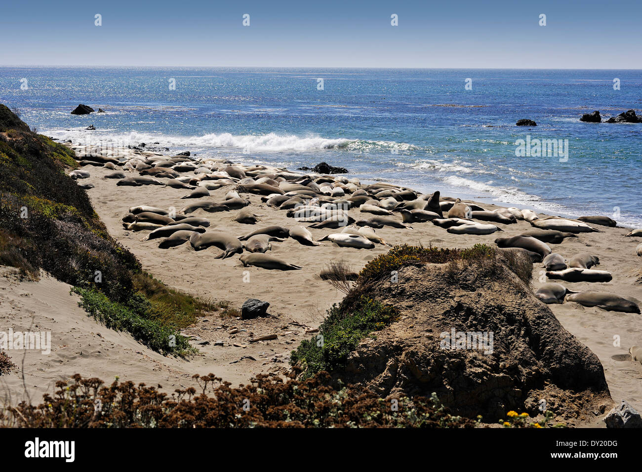 Elephant Seals, in San Simeon, California, USA Stock Photo
