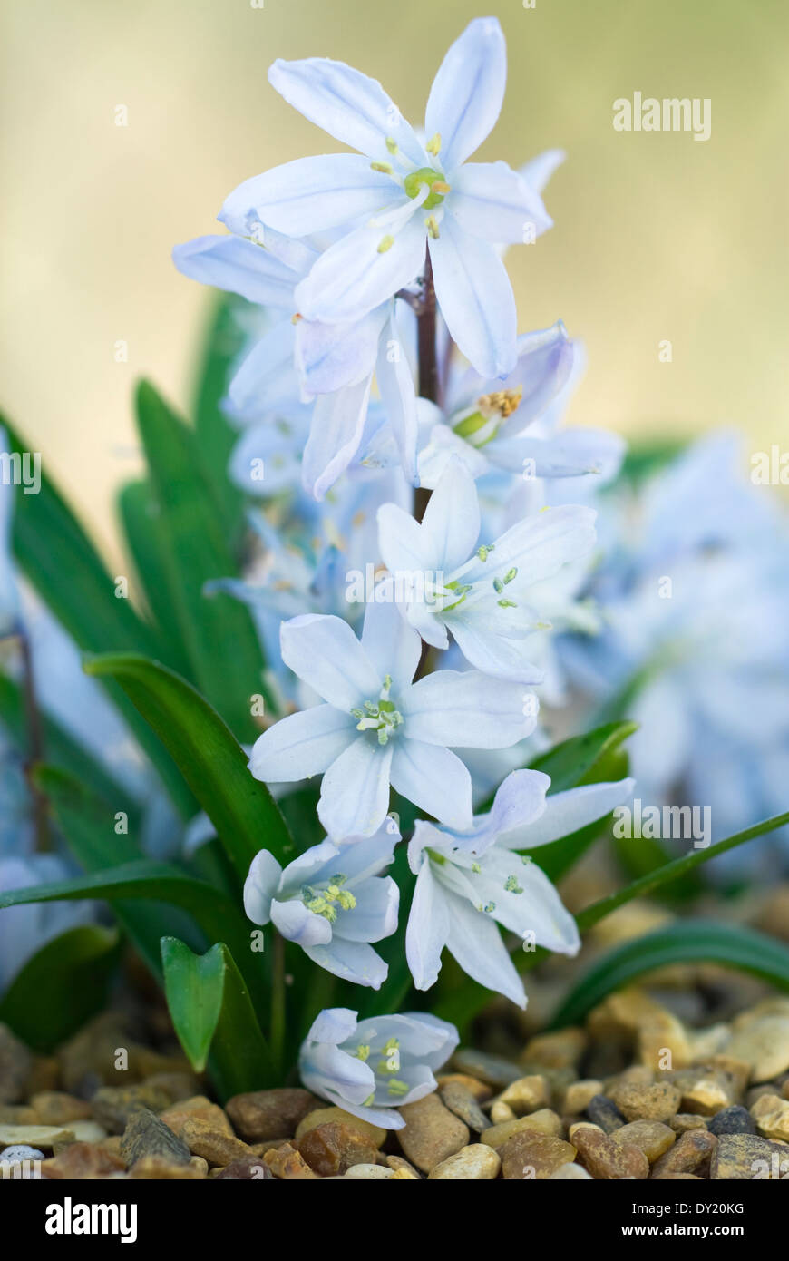Scilla mischtschenkoana, Squill. Bulb, February.Pale light blue flowers. Stock Photo