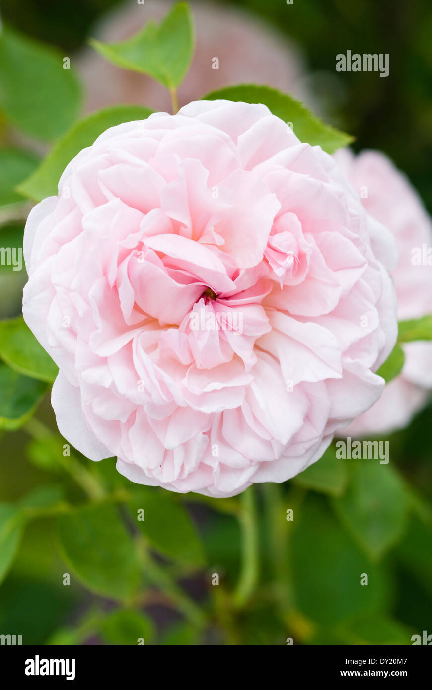 Rosa Eglantyne, Ausmak, Rose. Shrub, June, summer. Pale pink rose. Stock Photo